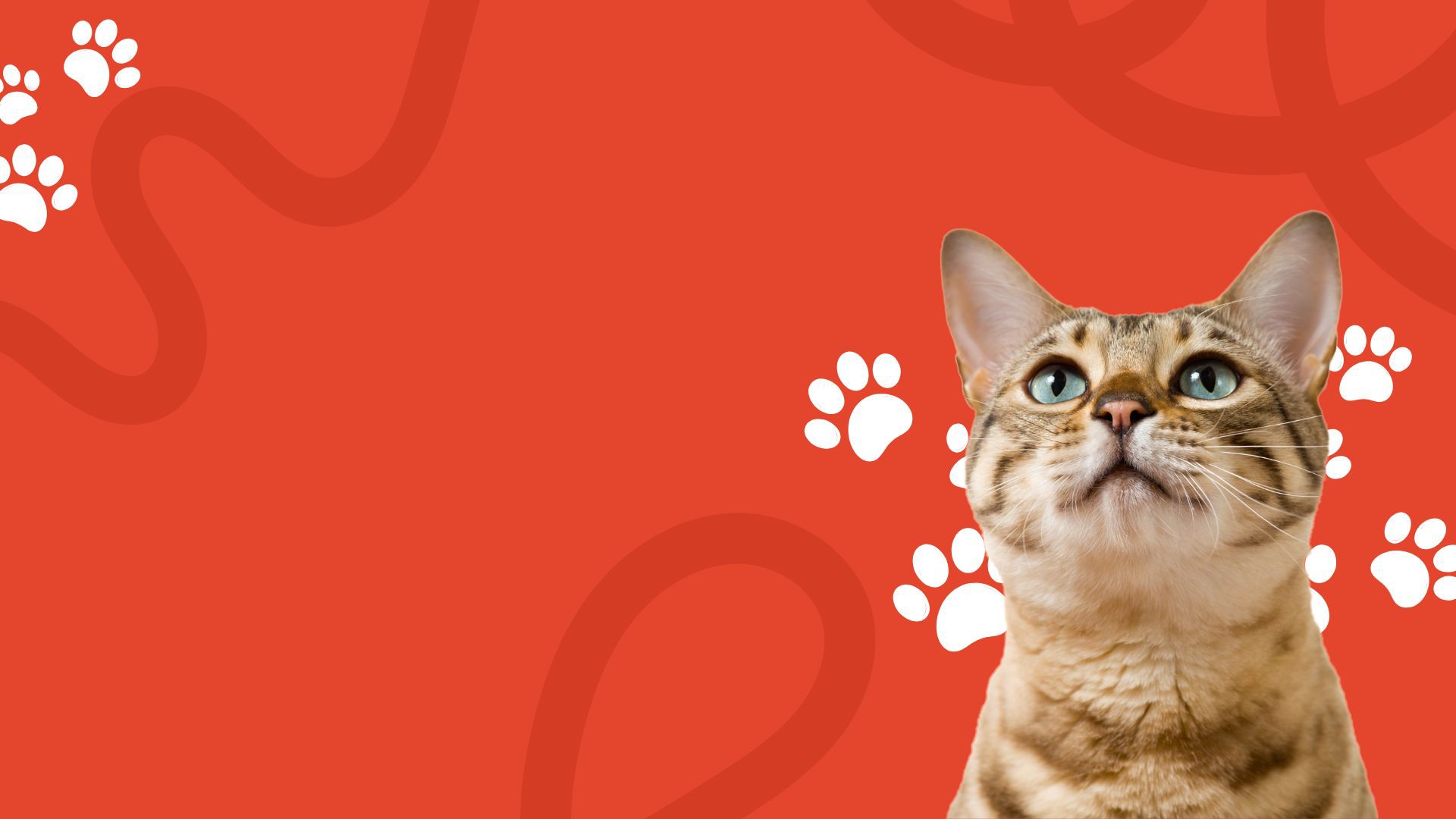 Red And Yellow Pet Shop Presentation