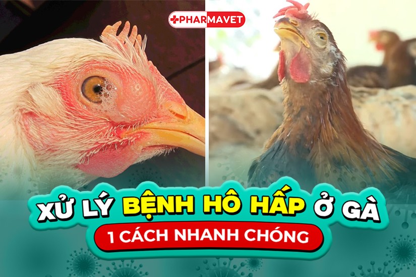 XỬ LÝ BỆNH HÔ HẤP Ở GÀ NHANH CHÓNG – HIỆU QUẢ, AN TOÀN CHO ĐÀN VẬT NUÔI