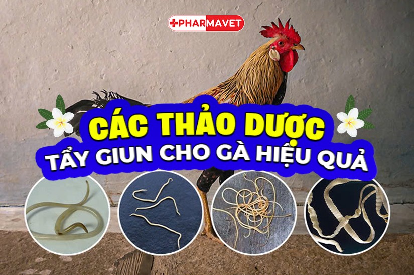 Các thảo dược tẩy giun cho gà hiệu quả nhất